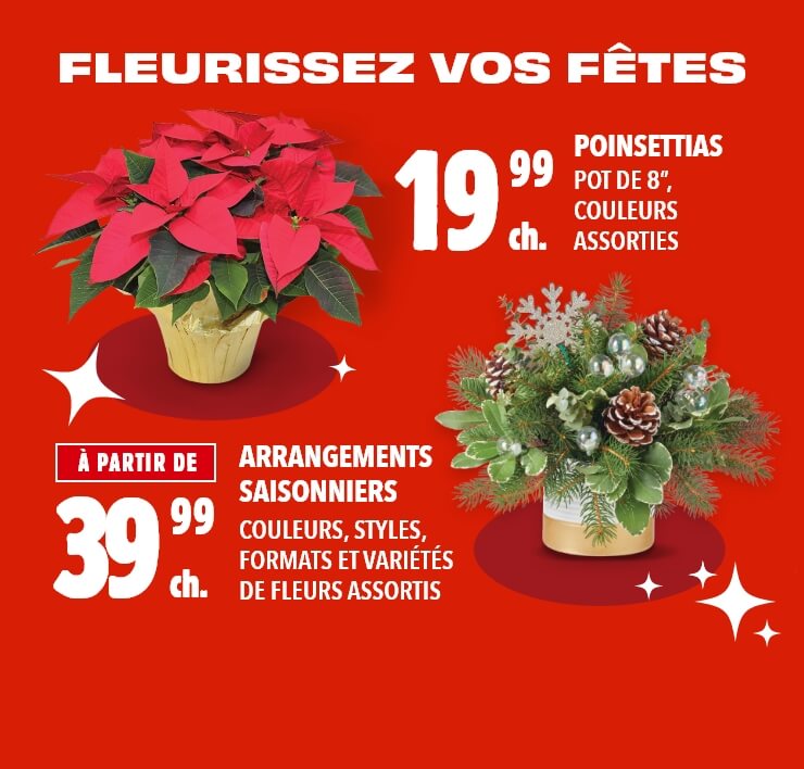 Fleurissez vos Fêtes - POINSETTIAS, Pot de 8po, Couleurs assorties, 19,99 $ ch. - Arrangements saisonniers, Couleurs, Styles, Formats et variétés de fleurs assortis, À PARTIR DE 39,99 $ ch.