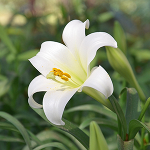 Easter Lilies