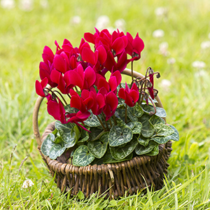 Cyclamen