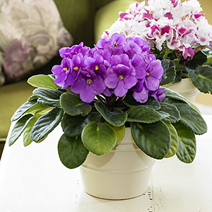 African Violet