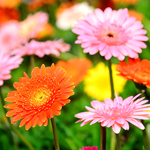 Gerbera