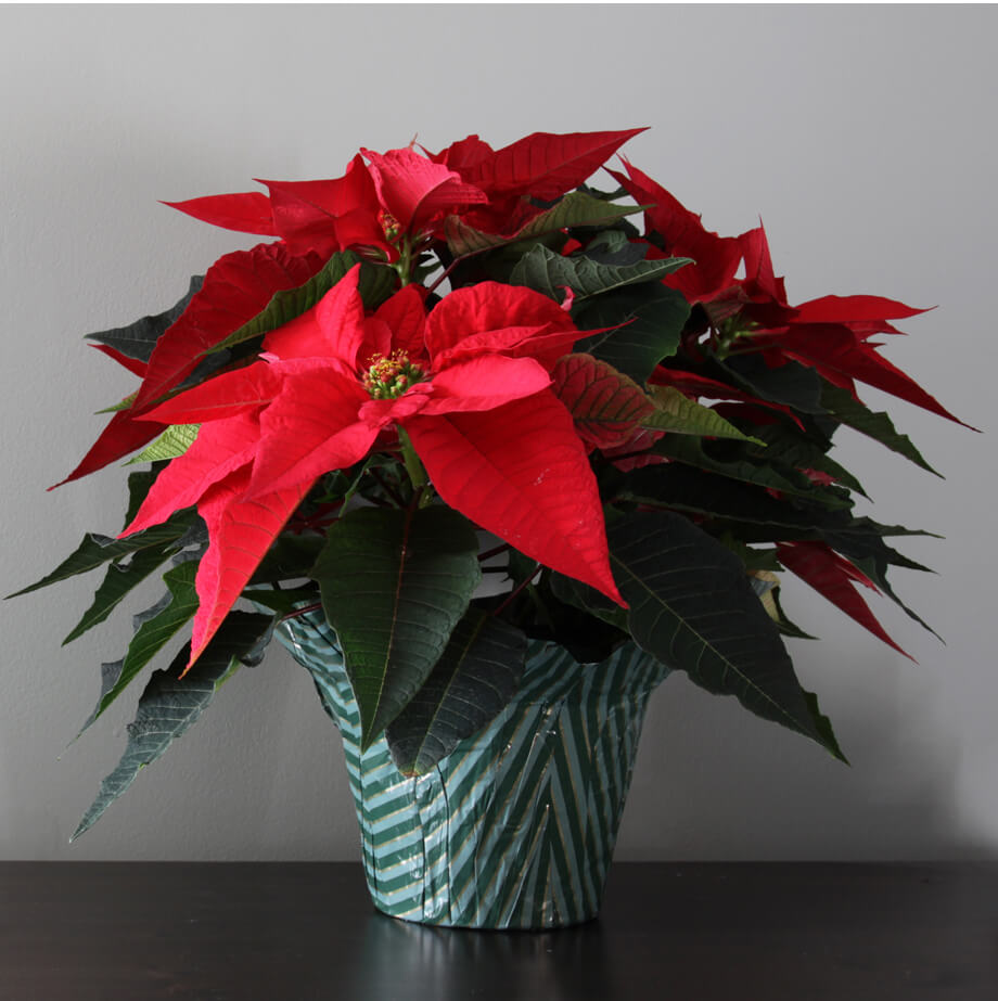 Christmas potted plant